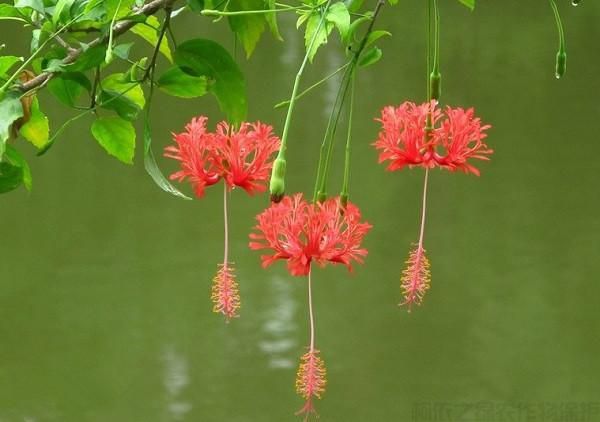 吊燈扶桑的生長(zhǎng)習(xí)性和種植方法(圖1)