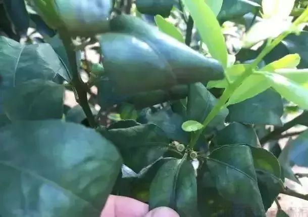 漲知識！柑橘生長發(fā)育七大時期，葉面肥科學(xué)應(yīng)用技巧 (圖5)